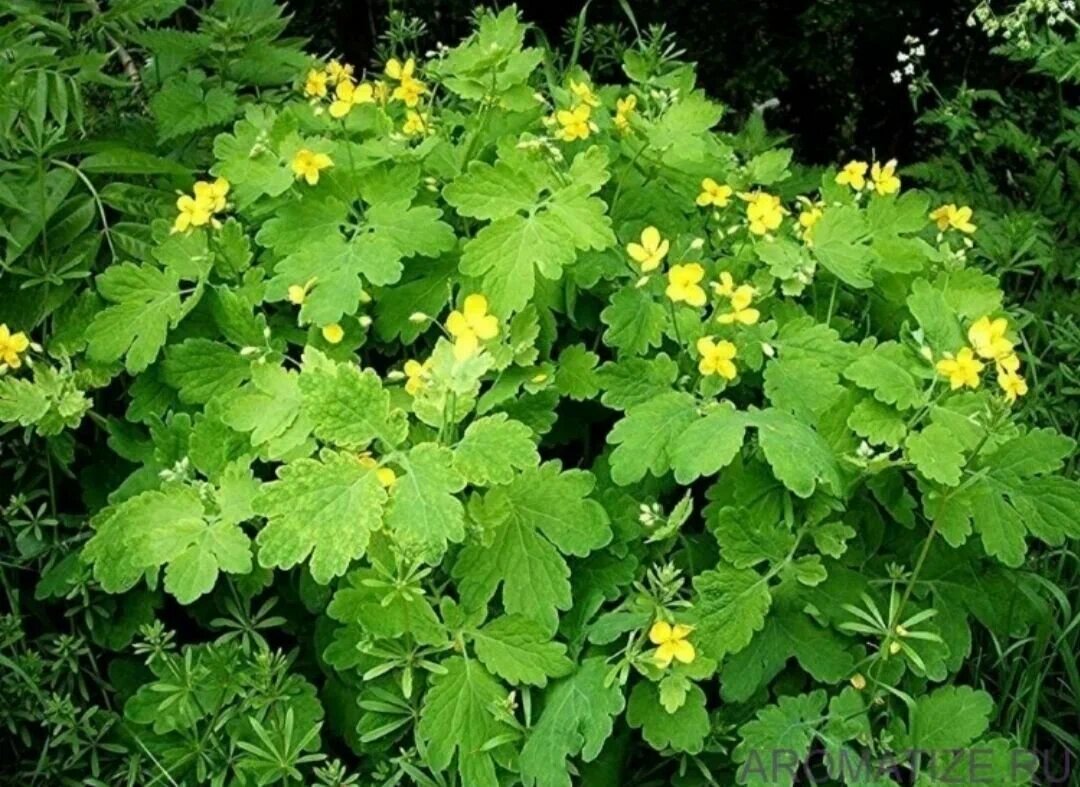 Чистотел в народной медицине