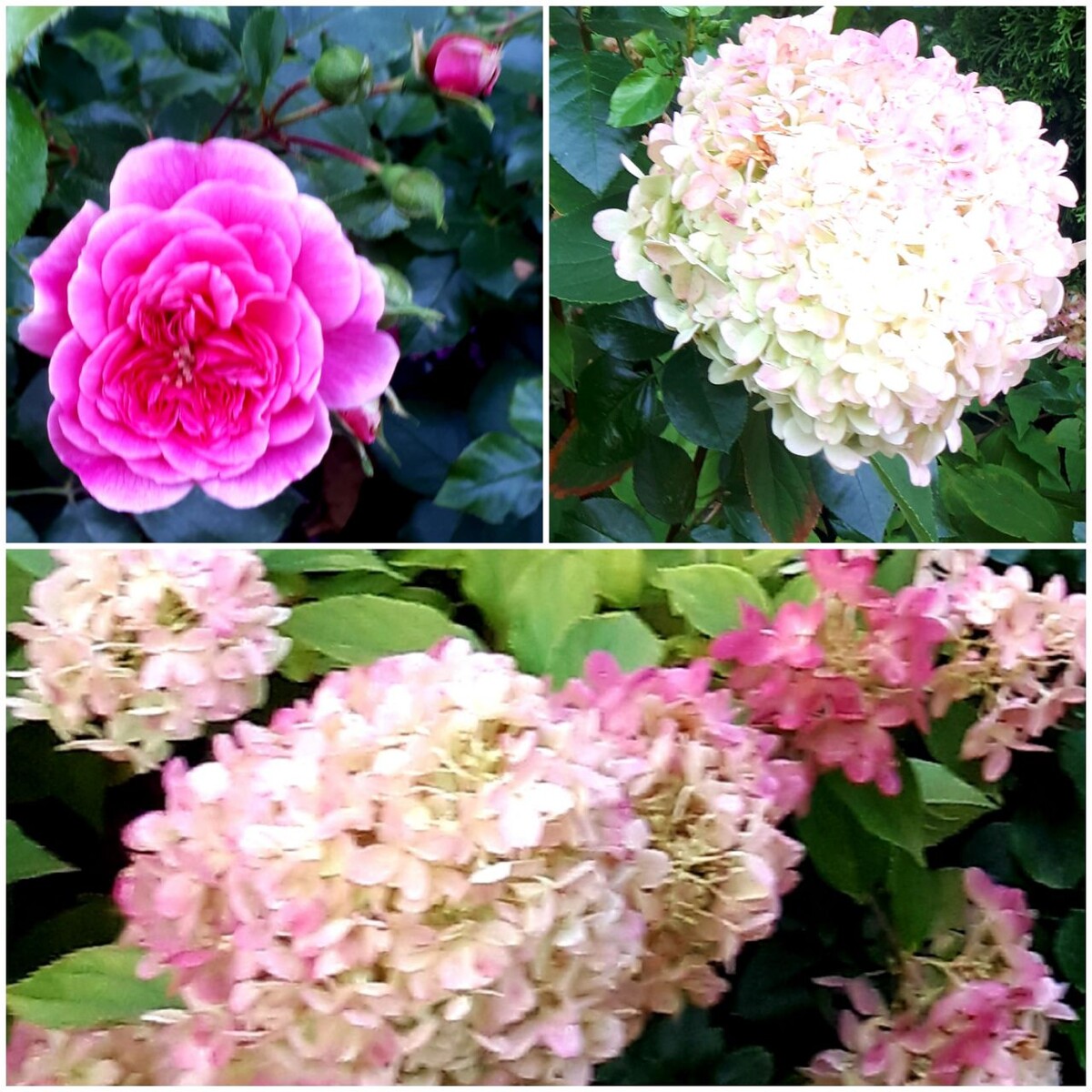 Коллаж автора 11.09.2025г.