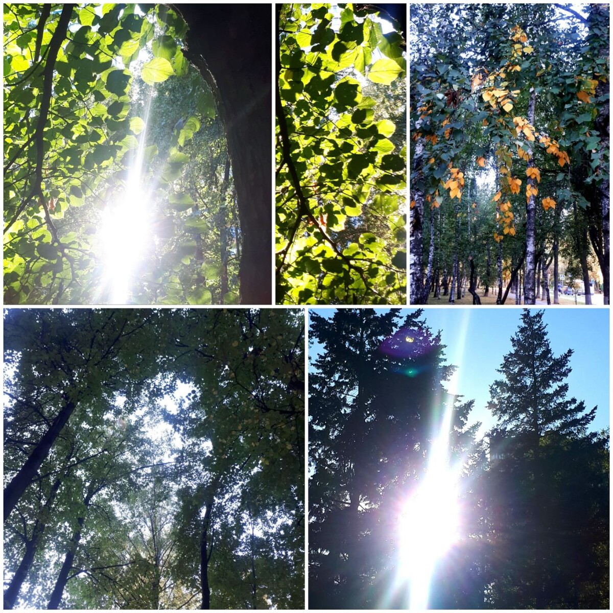 Коллаж автора статьи 11.09.2025г.