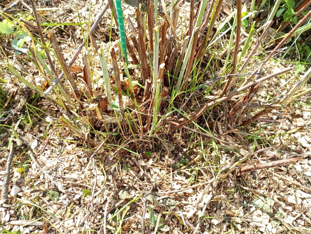  Мульча из измельчителя веток