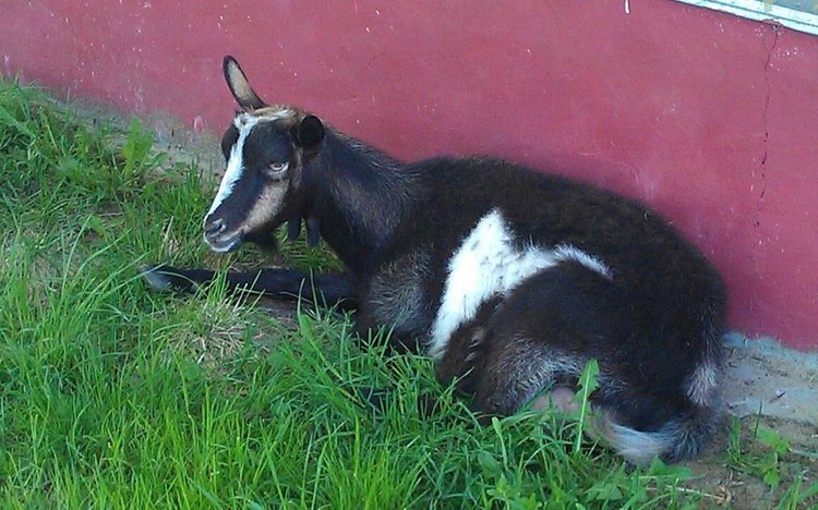    Фото: Лукьянов Дмитрий, AgroXXI.ru