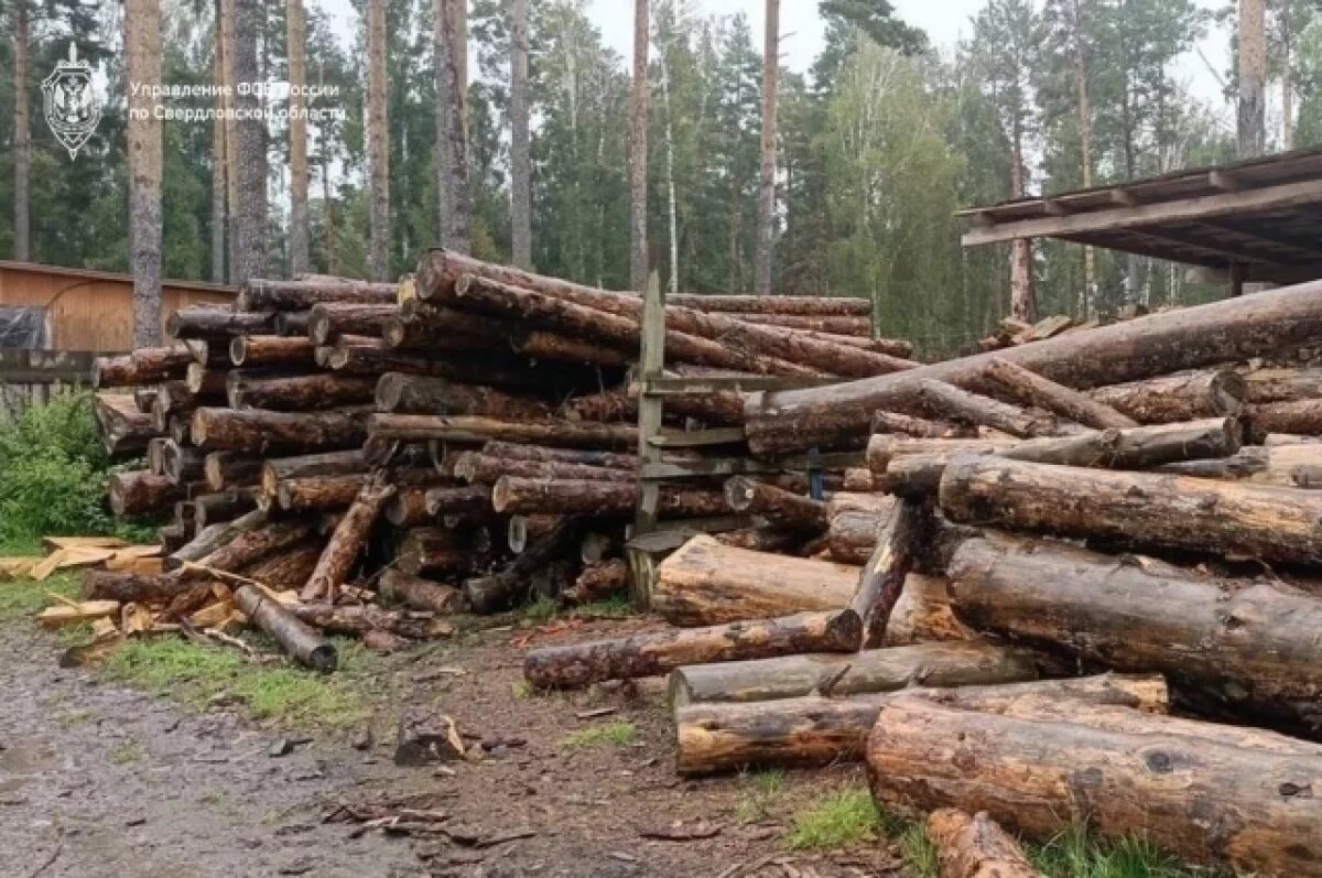    В Свердловской области ФСБ пресекла незаконную рубку леса на 450 млн