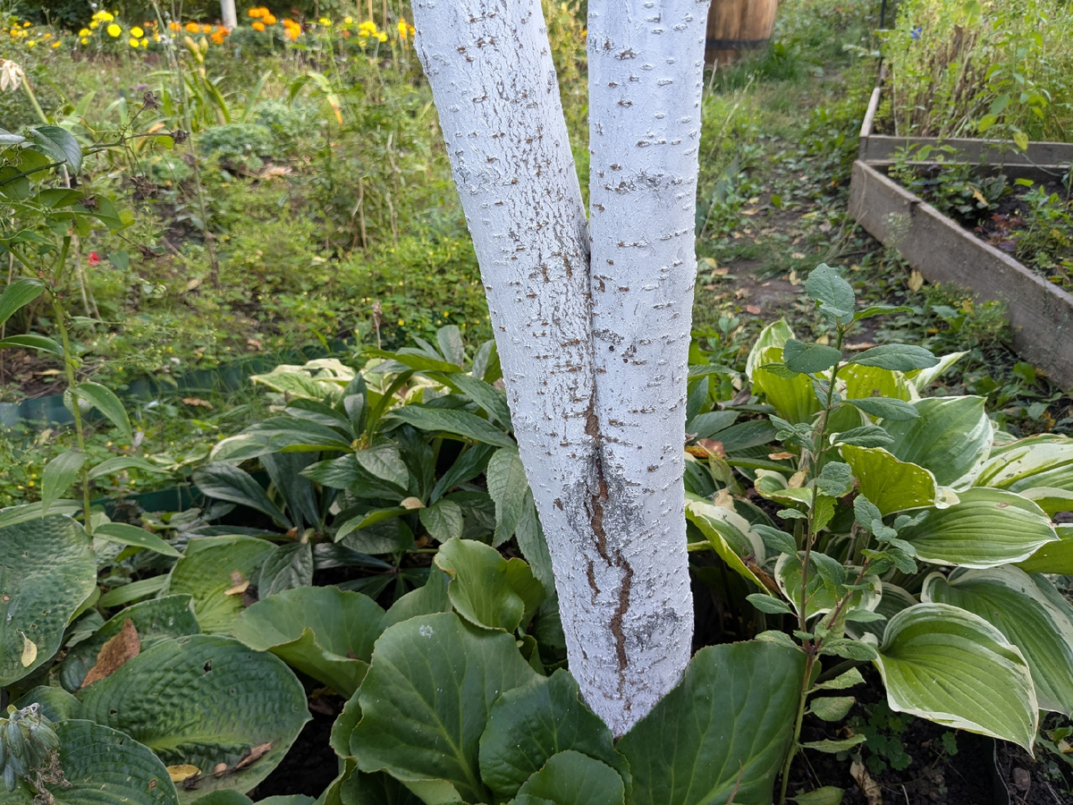 Будущая вроблема была очевидна и вот она в полный рост