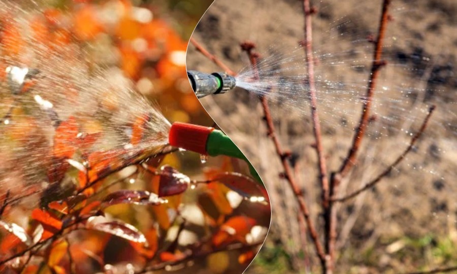 Обработка сада осенью — полный план в удобных таблицах