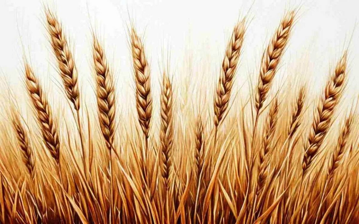    В Воронежской области построят завод по переработке пшеницы за 29 млрд рублей Иллюстрация: нейросеть «Шедеврум»