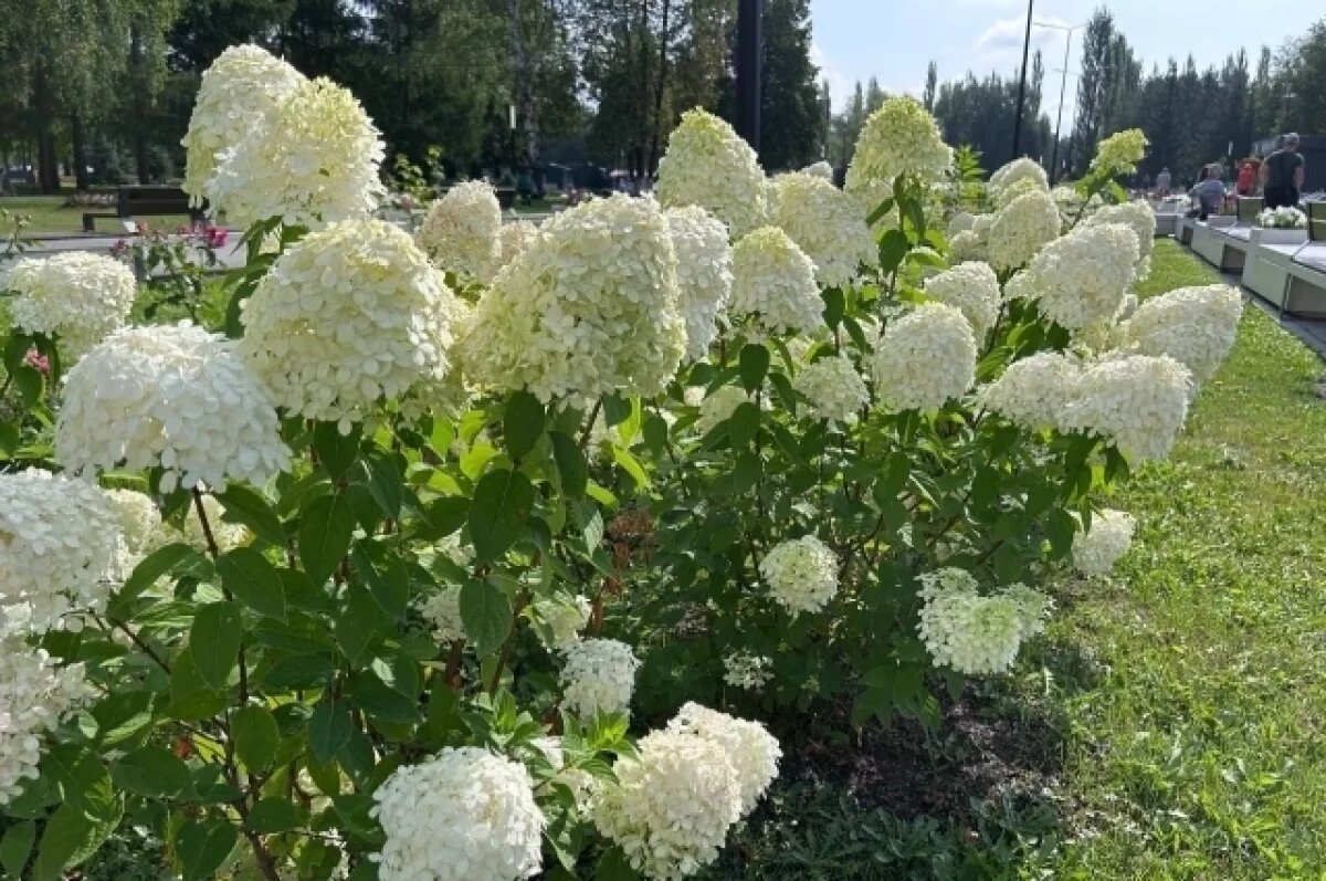    Башкирия экспортировала 77 тыс. саженцев растений в Казахстан и Беларусь