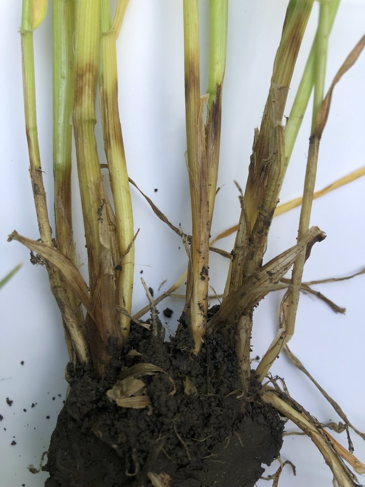 Ризоктониозная корневая гниль📷    Эффективная защита семени в приоритете
