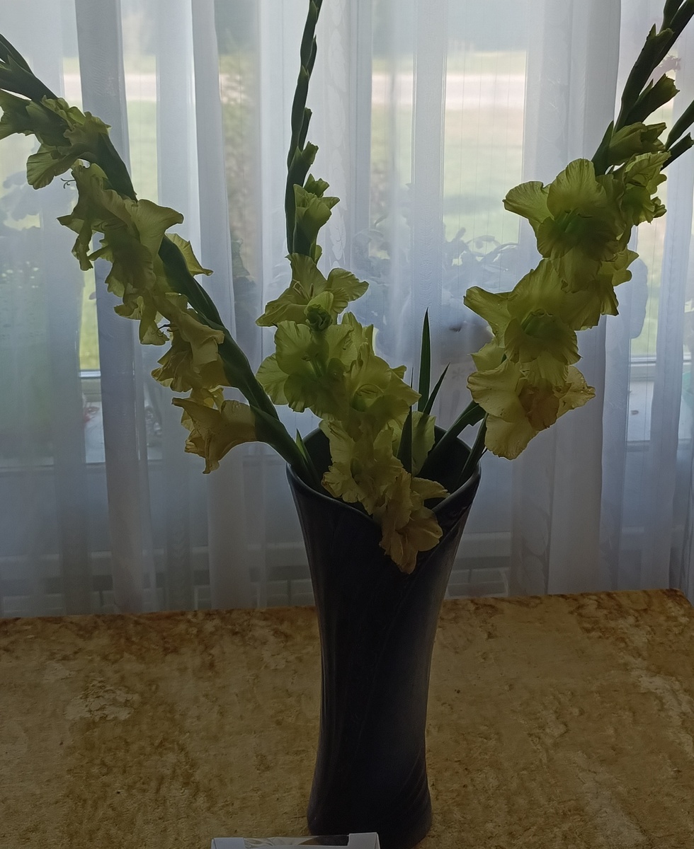 Мои гладиолусы.