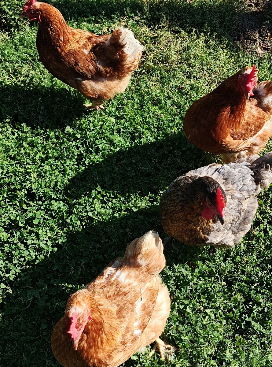 Мои курочки на прогулке.