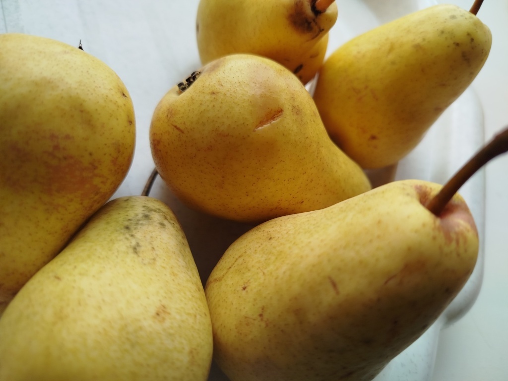  Груша Чижовская (позднелетняя)