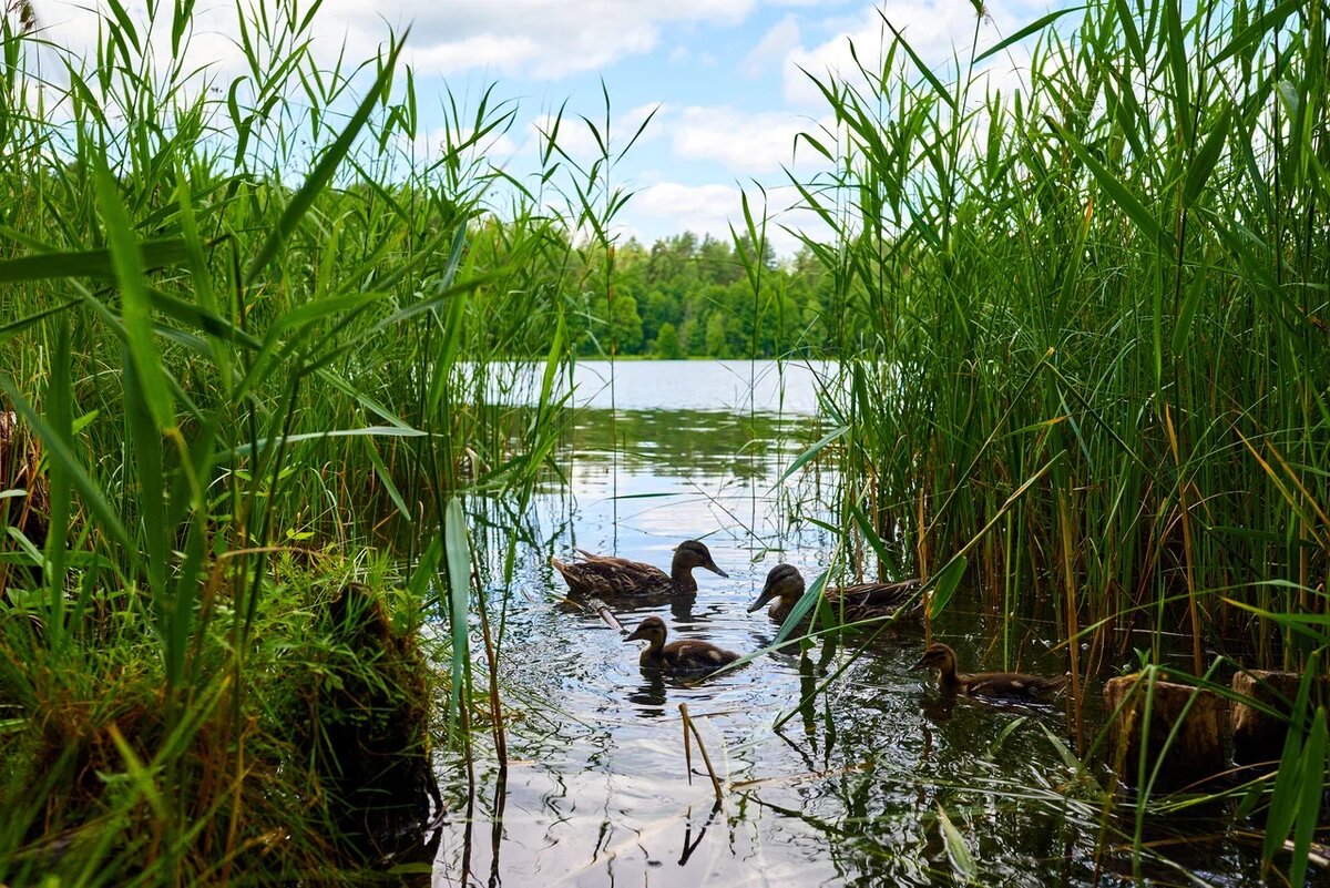 Озеро Светлояр в Воскресенском районе Нижегородской области