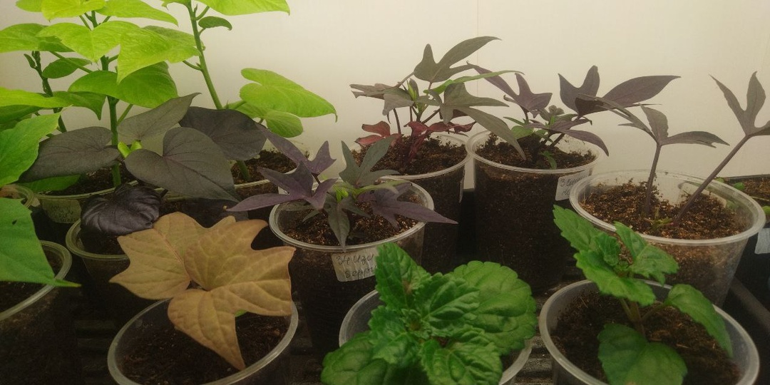 Вчера все растюшки подкормила по листу плантофолом