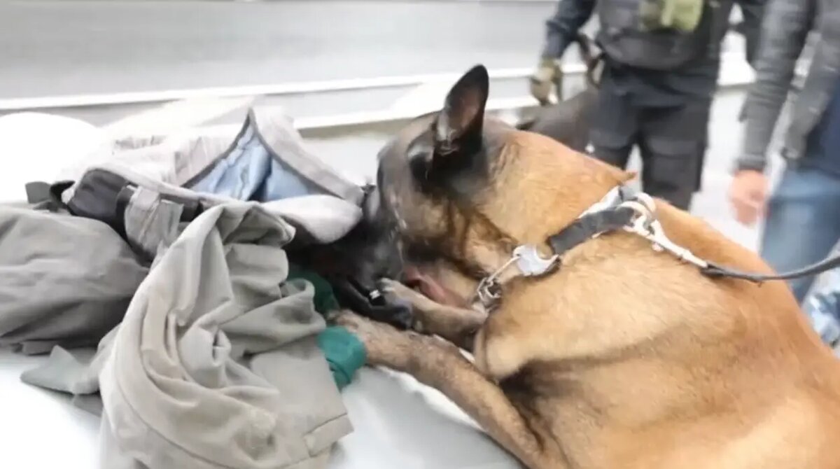    Фото: кадр видео ГУ МВД по Петербургу и Ленобласти