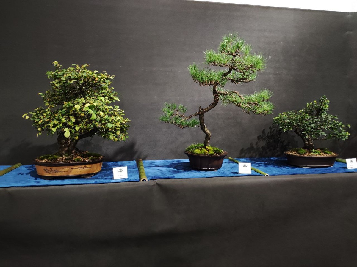 Фото с выставки бонсай.