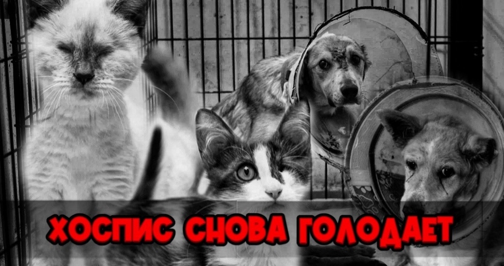 Хоспис для животных в Омске умирает в нищете!