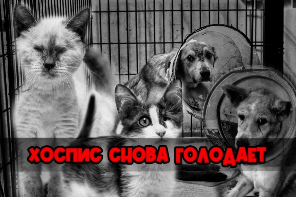 Мы готовы на всё ради наших подопечных, помогите прокормить хоспис!