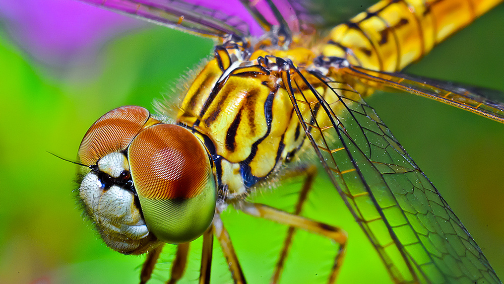     Фото: Digital Images Studio/Shutterstock/FOTODOM