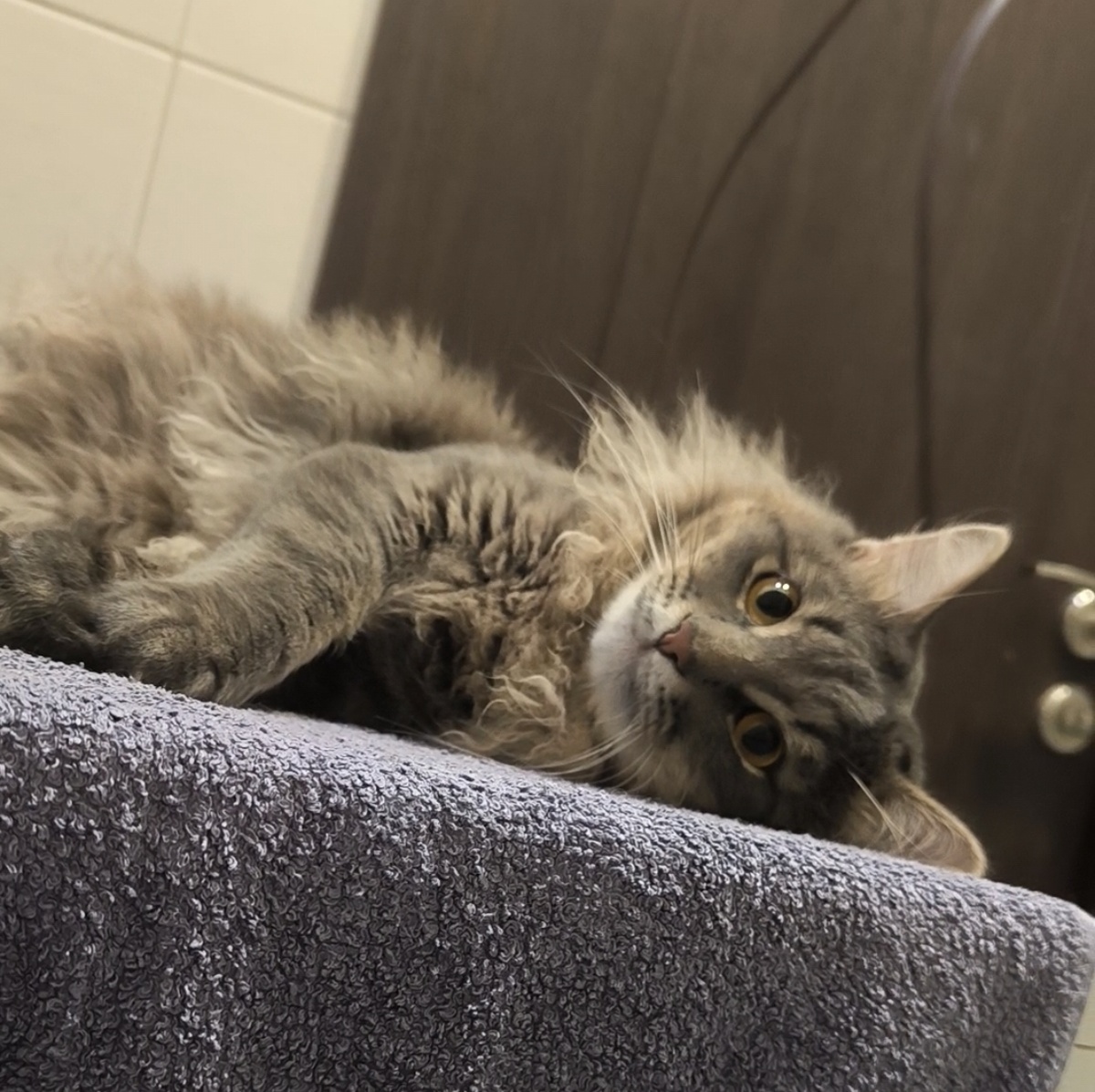 Все фотографии кота, которого стоит однозначно завести... Баська) 