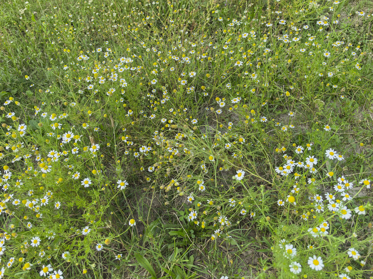 Кто-то и эти поляны называет ромашковыми. В целом не врут, ромашки здесь действительно повсюду) 
