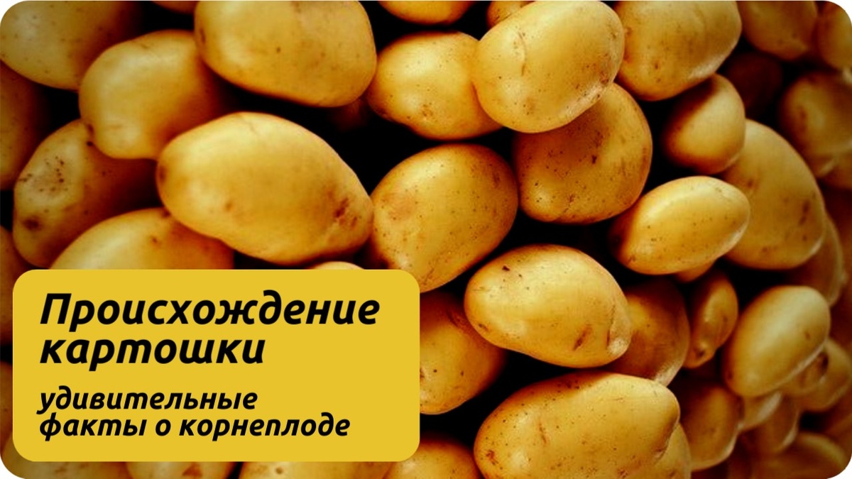 Картошка овощ.