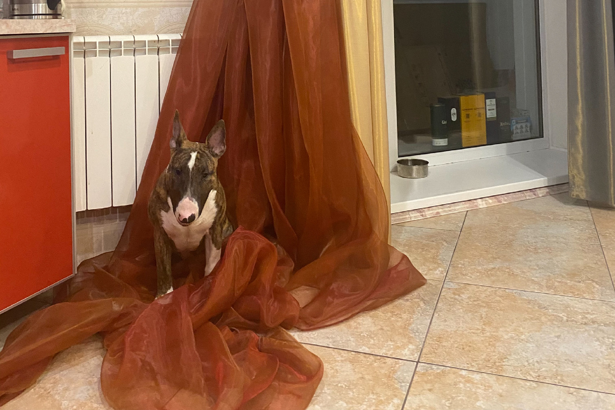 Оскар﻿ и оторванная штора: наглядная демонстрация проделок