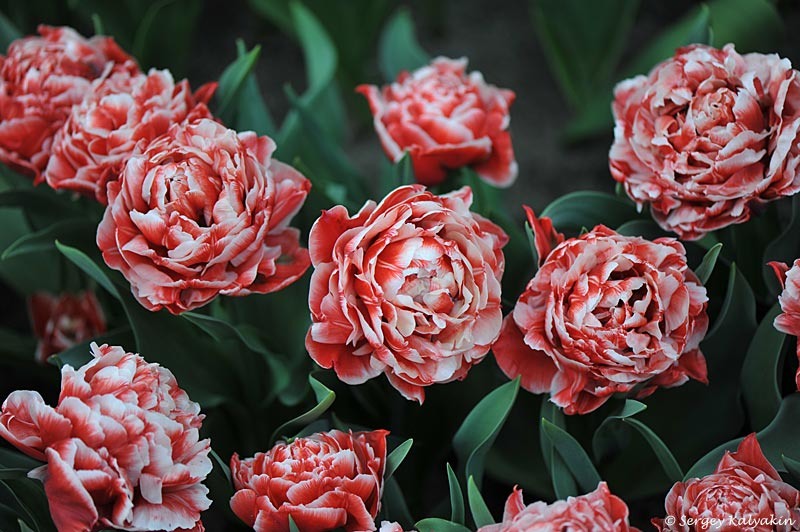 Тюльпан Coventry