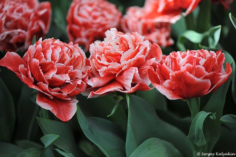 Тюльпан Coventry