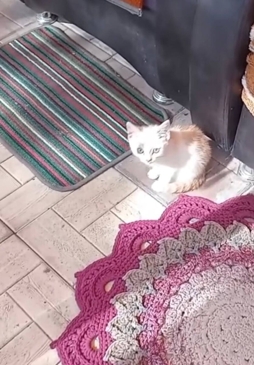 Оглядываясь назад я понимаю, что этот котенок и тут выглядит плохо, но тогда я еще не догадывалась о том, что мне предстоит. Фото из архива автора