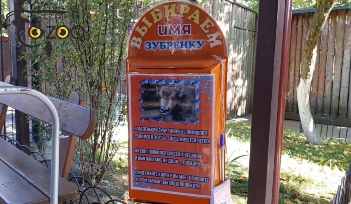    В нижегородской стране зверей и птиц тоже установили ящик для голосования