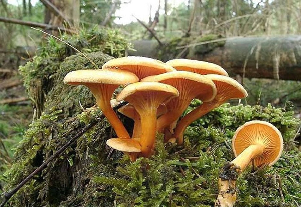 Ложные лисички