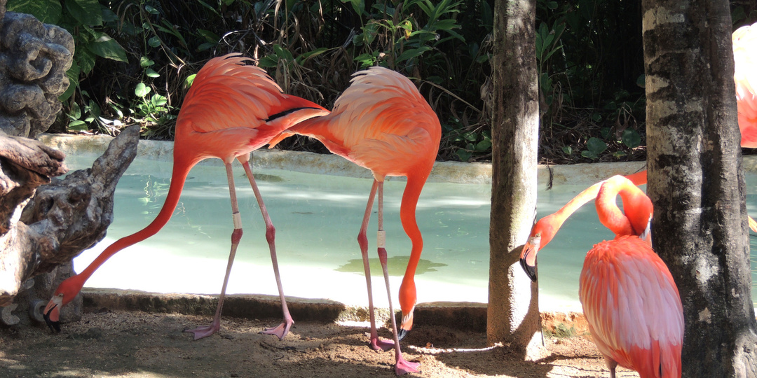 Майя не предсказывали "конец света". Парк Xcaret. Юкатан. Часть 4.