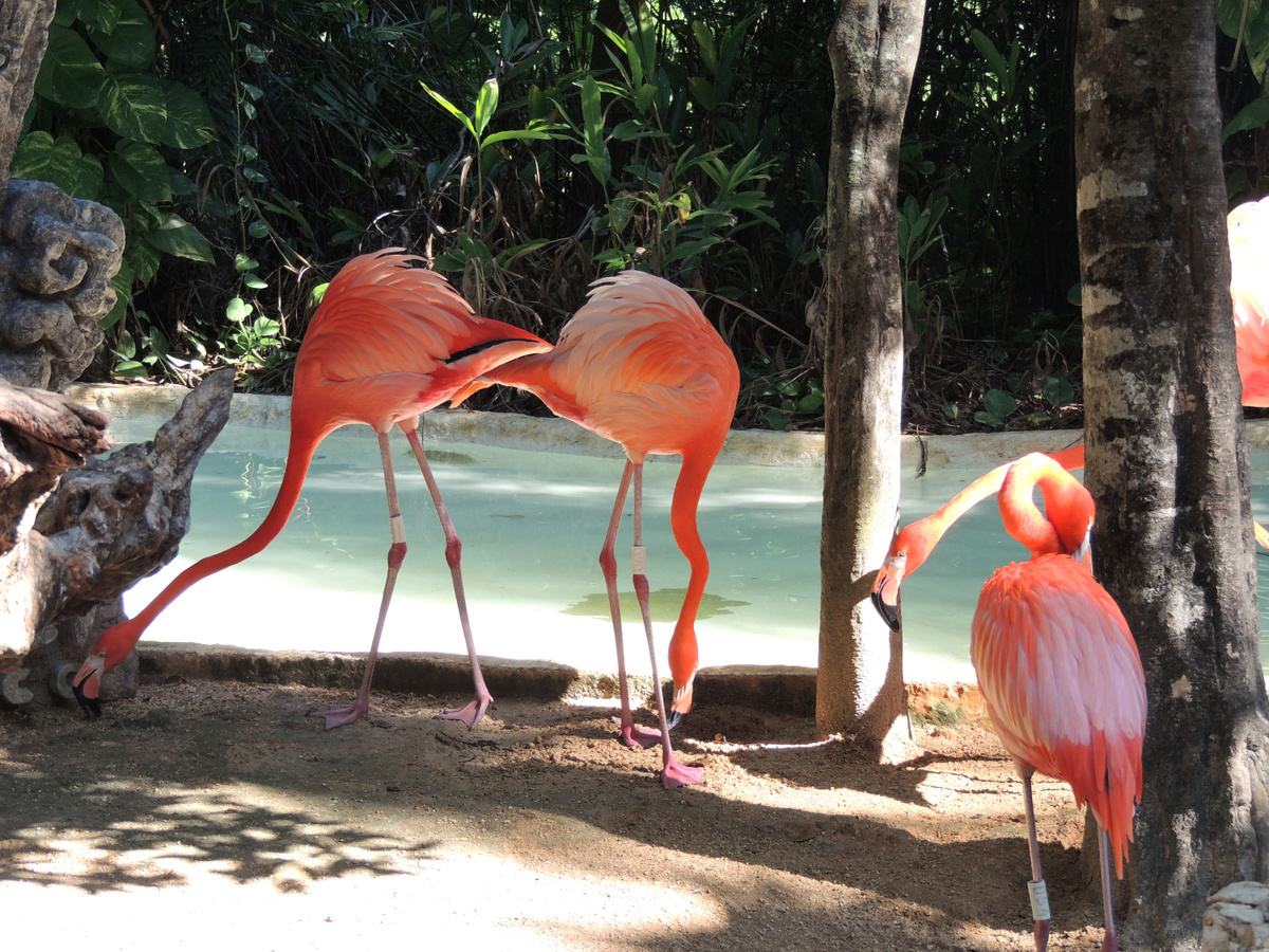   Фламинго в парке Xcaret.