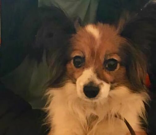    Собачка Шура