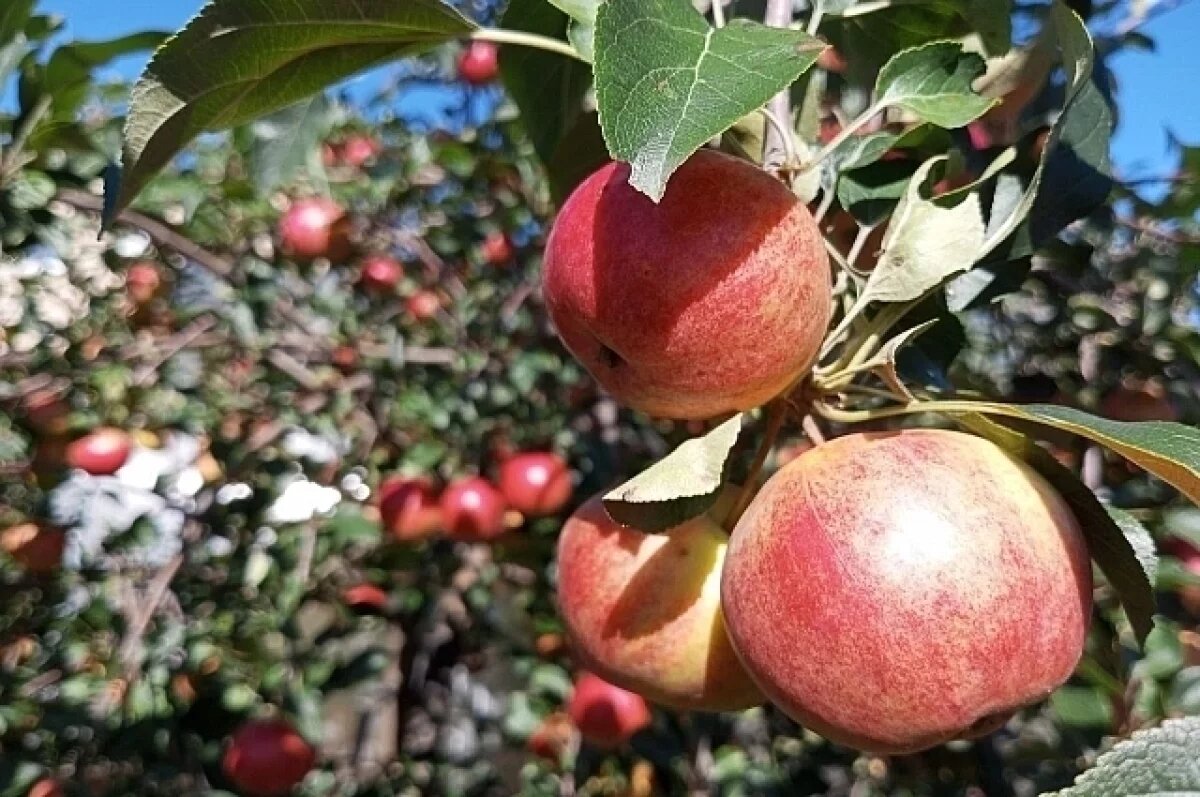    Сухая и теплая погода задержится в Свердловской области на неделю