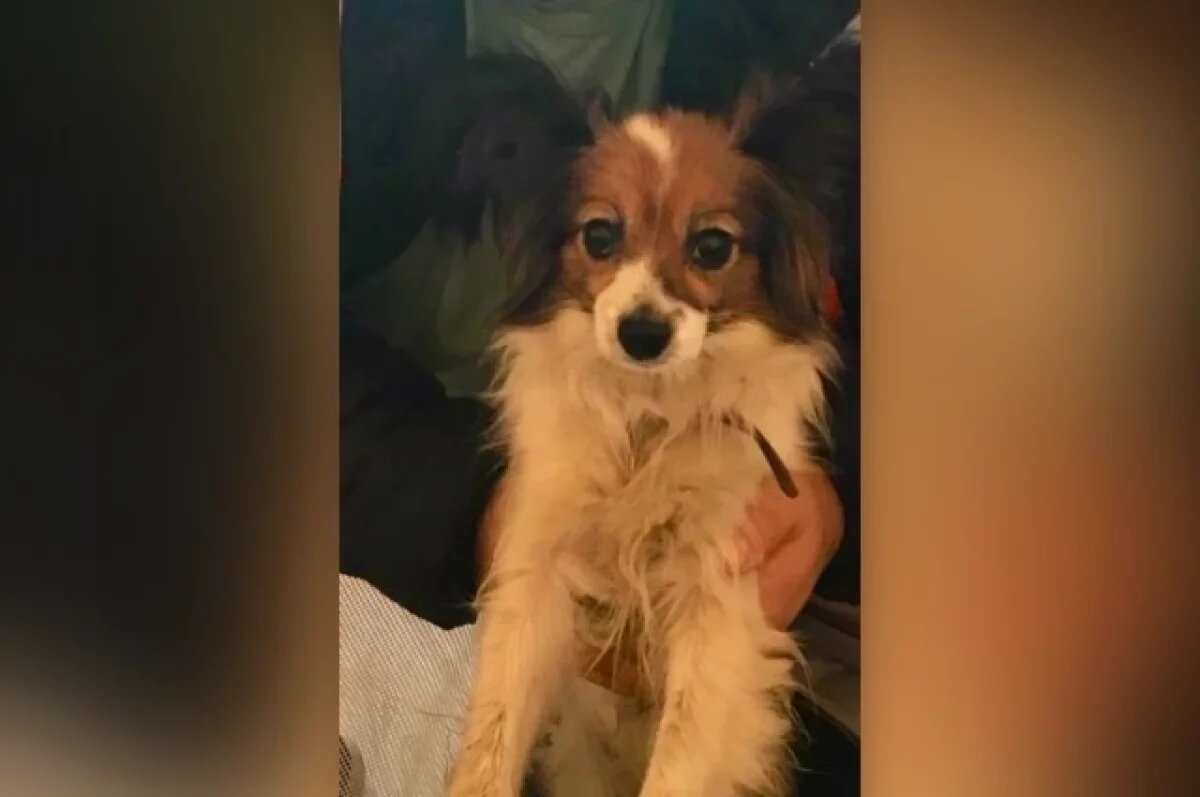    Сбежавшую из поезда в Воронежской области собаку нашли спустя шесть дней