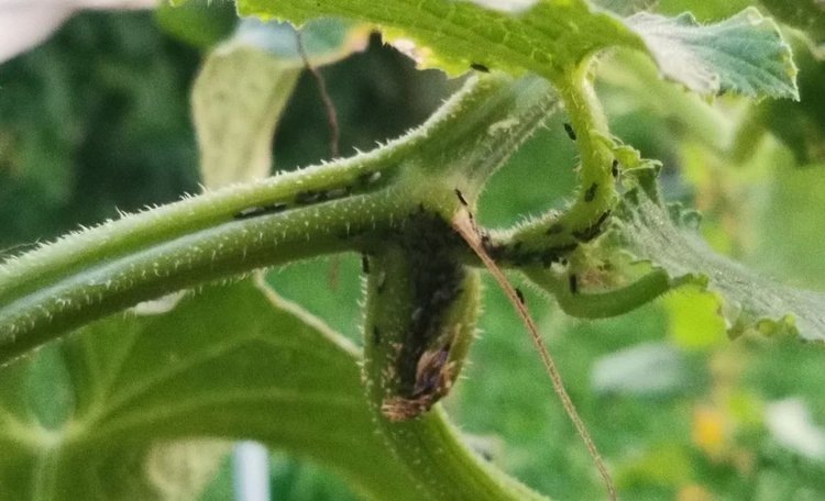    Фото: Лукьянов Дмитрий, AgroXXI.ru