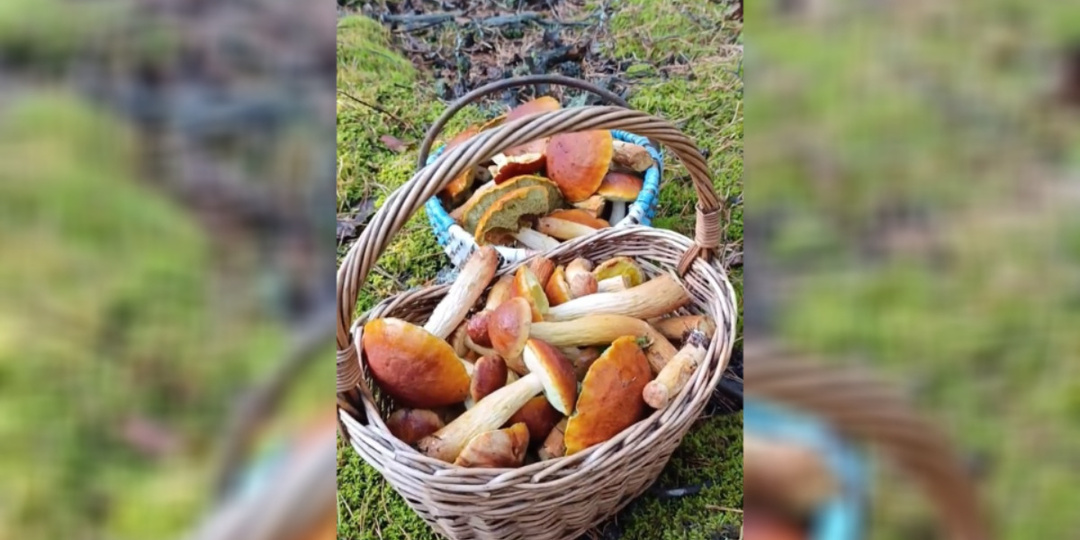 Белорусские грибники объявили начало второй волны «золотых» боровиков. Где уже берут полными корзинами? — Видео
