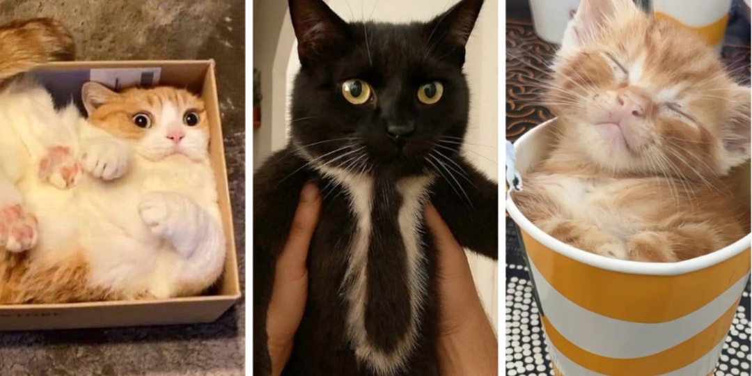Эти 15 забавных котов заставили интернет умиляться и смеяться в голос — Фото