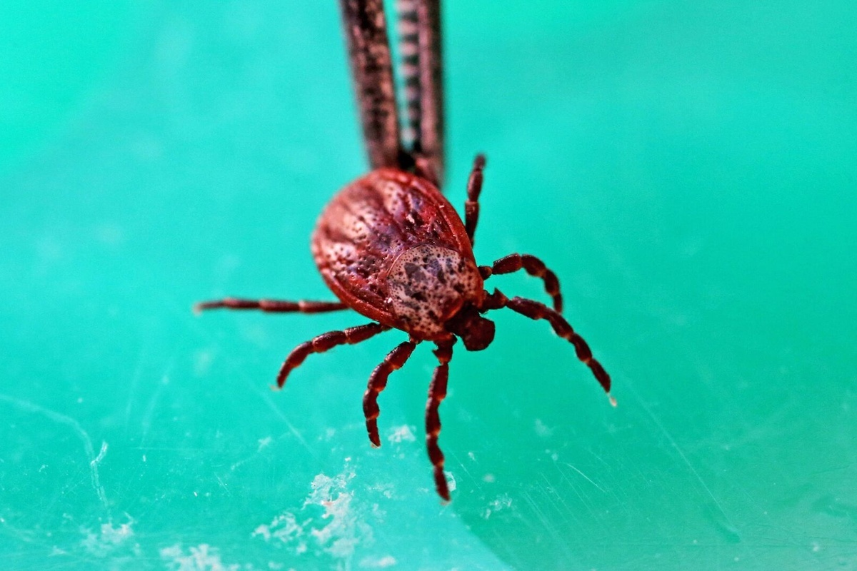    Фото: Игорь Зарембо, источник: ria.ru