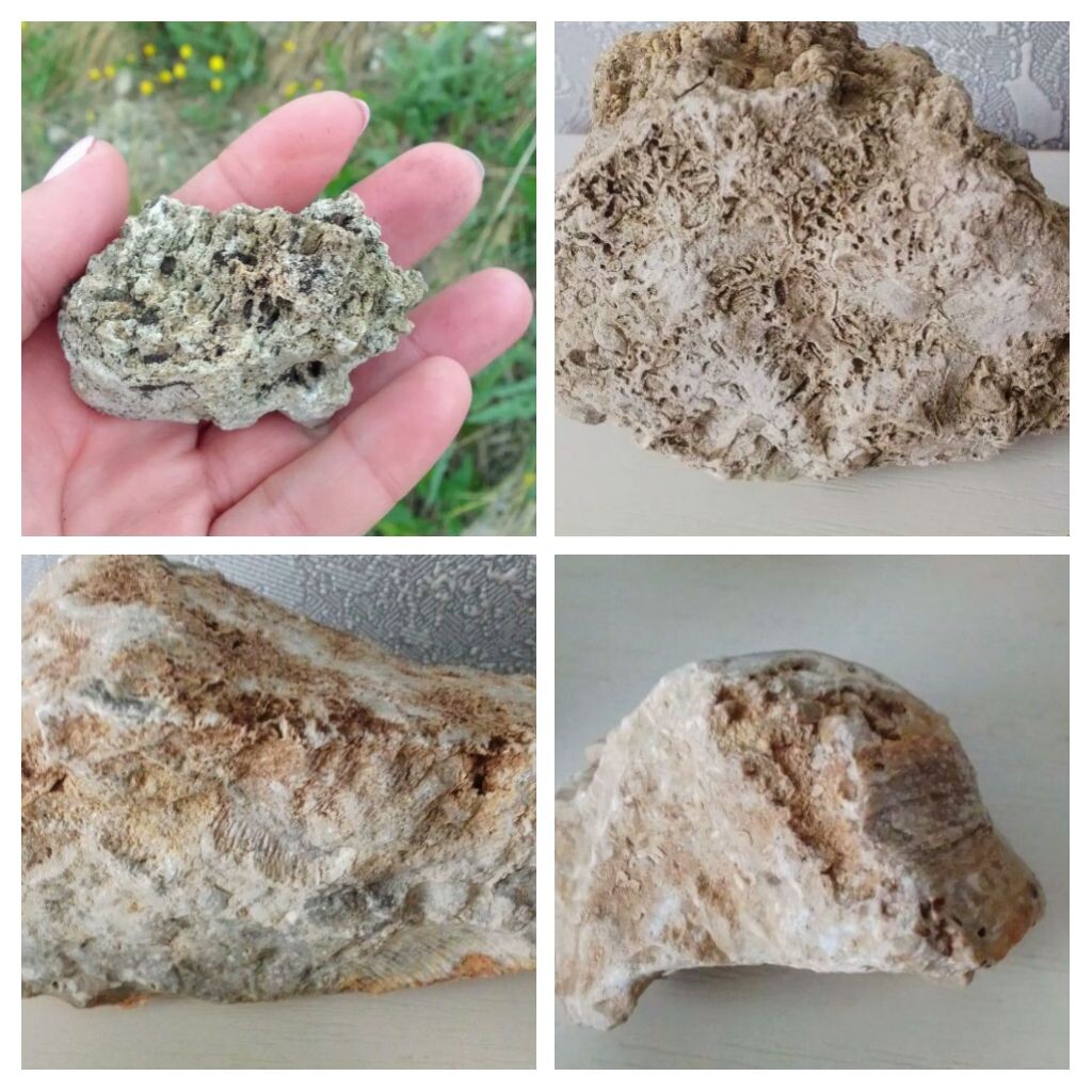 Камни - окаменелости, собраны на шихане