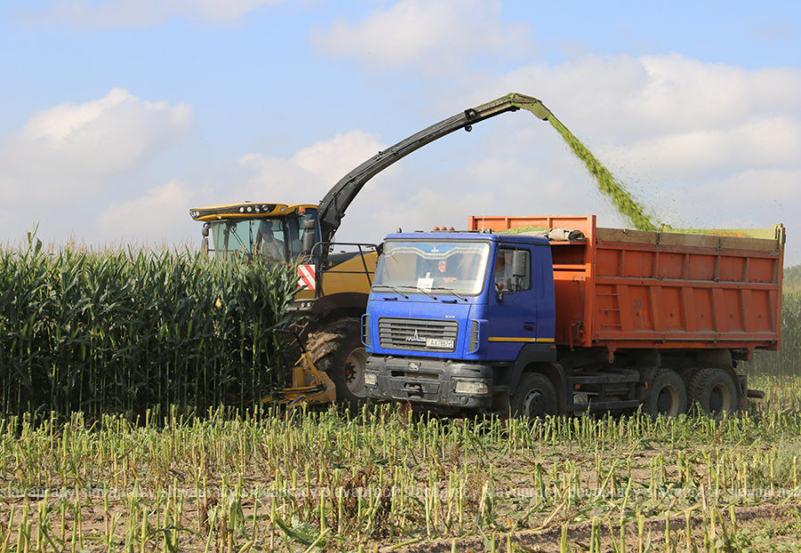     Как в филиале "Лакнея" УП "ПриортрансАгро" кукурузу на силос заготавливают