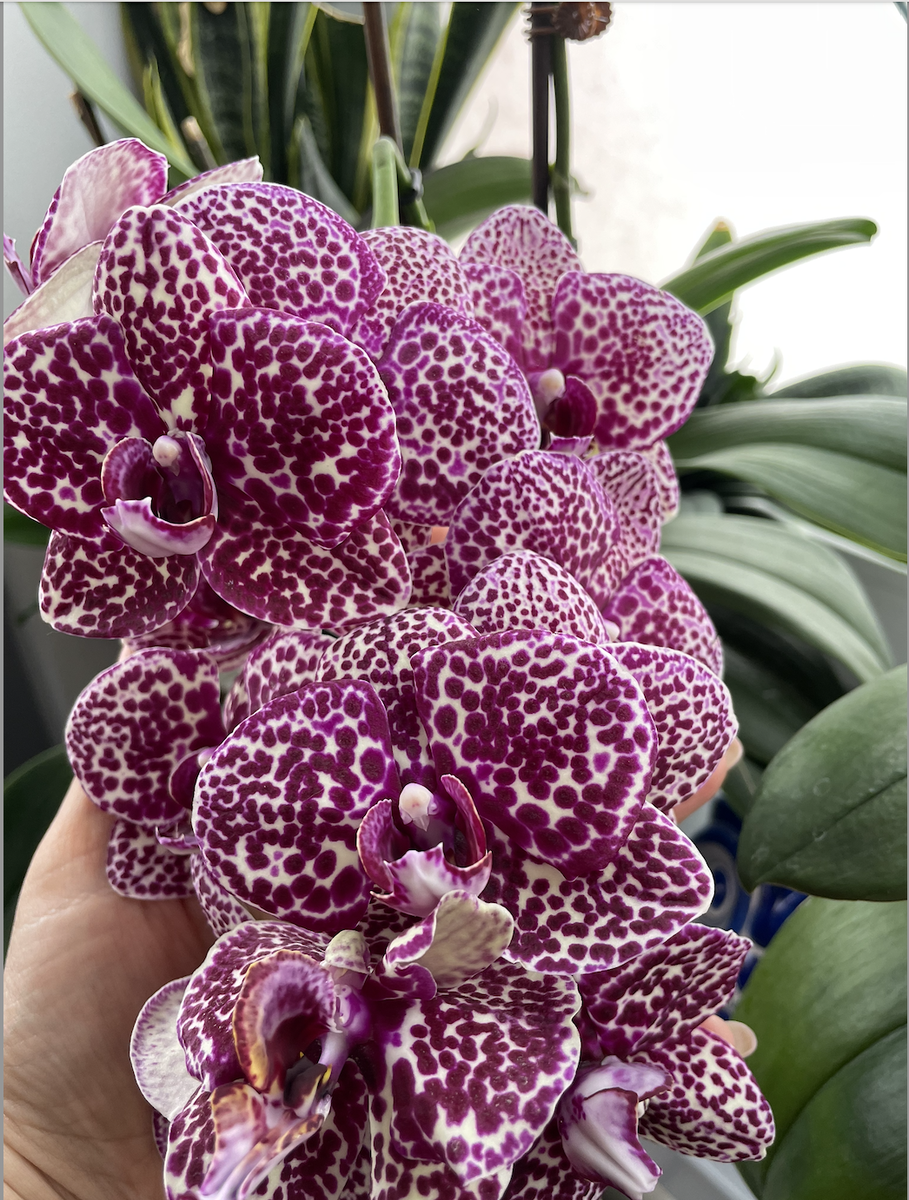 Орхидя фаленопсис Дикий Кот, домашнее имя ЛЕОПОЛЬД. Орхидеи С Еленой Кузнецовой