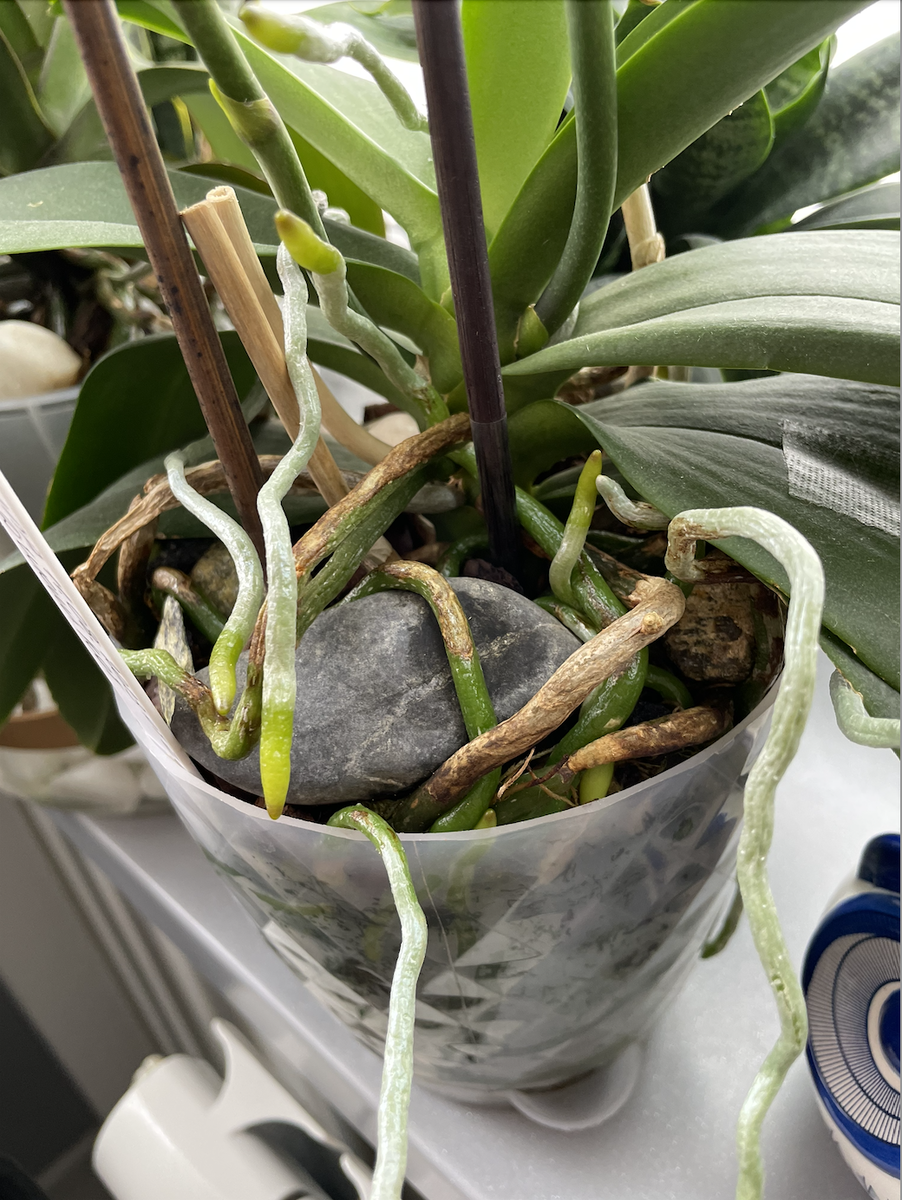 Своими корешками Леопольд обнимает камушки, прилипает к ним так, что при пересадке отлепить корни о камней очень сложно) Орхидеи С Еленой Кузнецовой