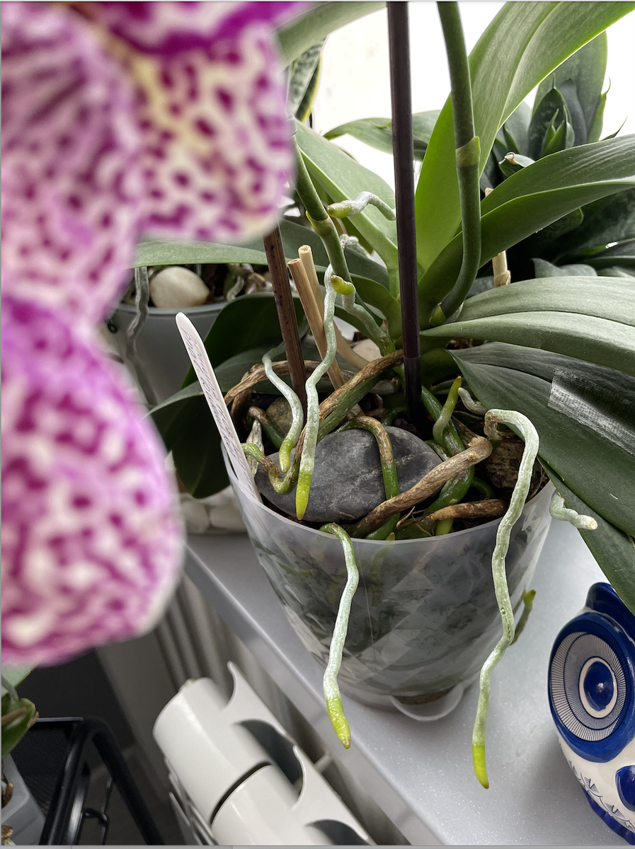 Мой ОРХОкотик Леопольд обожает камушки.  Орхидеи С Еленой Кузнецовой