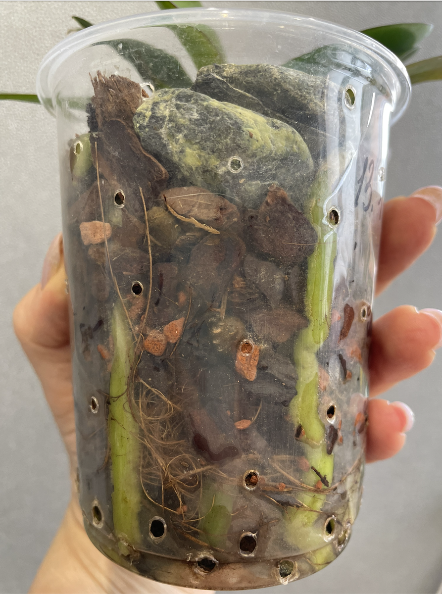 Камни я добавляю и малышам и крупным орхидеям, используя кумушки разных фракций. Орхидеи С Еленой Кузнецовой