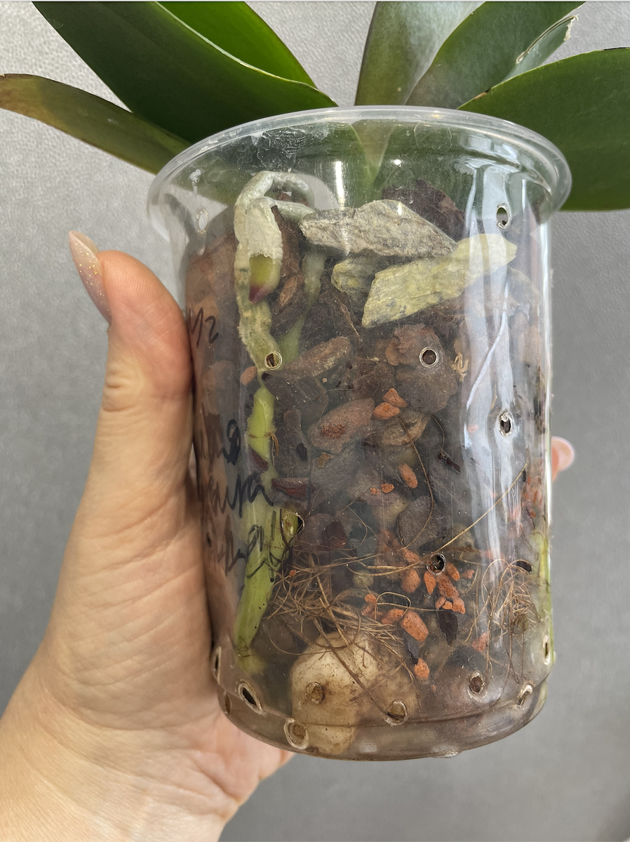 Камни я добавляю и малышам и крупным орхидеям, используя кумушки разных фракций. Орхидеи С Еленой Кузнецовой