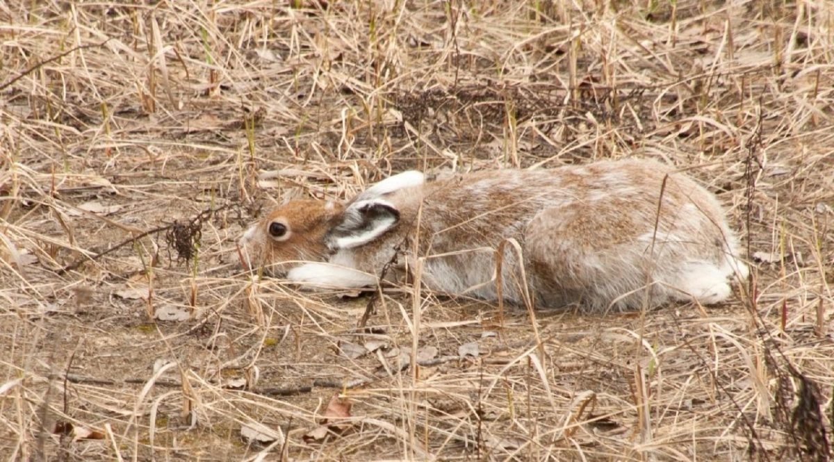    Сезон охоты на пушных животных в Нижегородской области откроется с 15 сентября