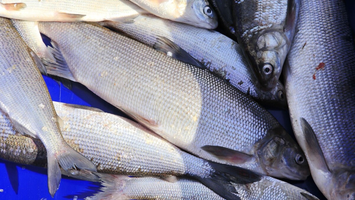    Деликатесы из северной рыбы понравятся гурманам. Фото: Андрей Ткачёв / «Ямал-Медиа»