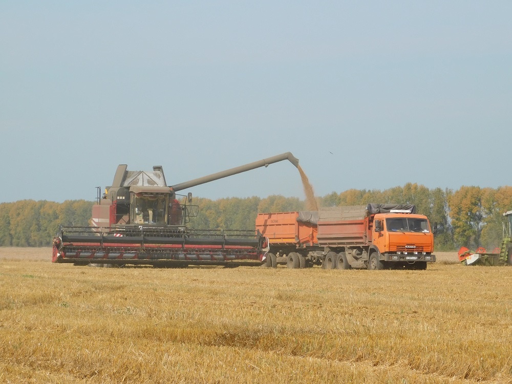    Урожай растет с каждым годом. Фото Анны Зубаревой