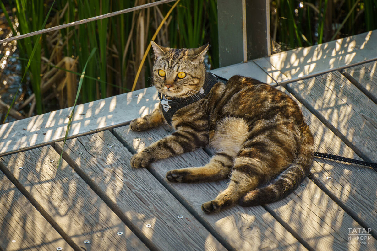 Фото: © Владимир Васильев / «Татар-информ»